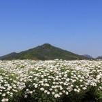 フラワーパーク浦島　マーガレット